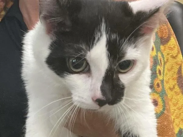A young small-sized female Domestic Short Hair cat named Lil Deville for adoption in Virginia Beach, VA
