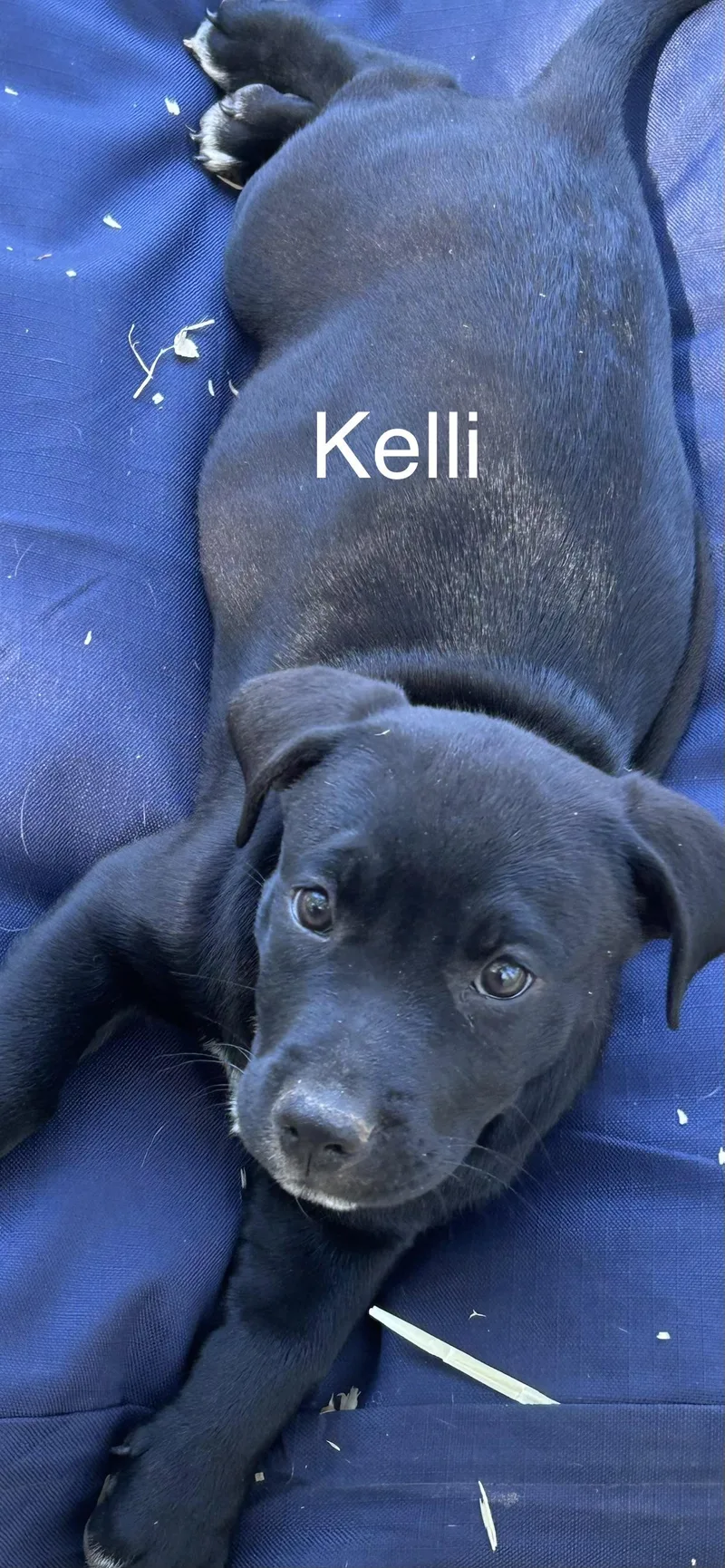 Kelli