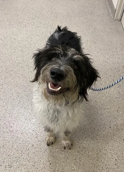 A young large-sized male German Wirehaired Pointer dog named Hamilton for adoption in Fishers, IN