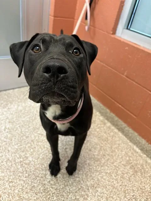 A young medium-sized male Pit Bull Terrier dog named Cairo for adoption in Pueblo, CO