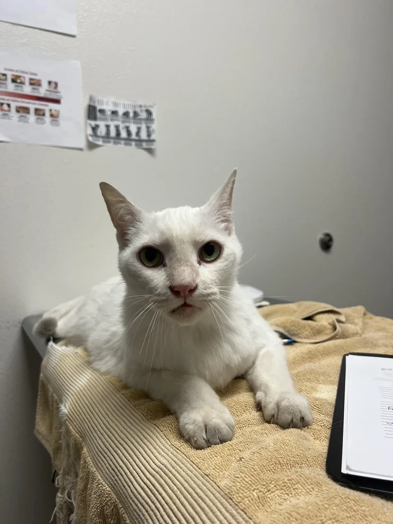 An adult extra large-sized male Domestic Short Hair cat named Jeff for adoption in Chico, CA
