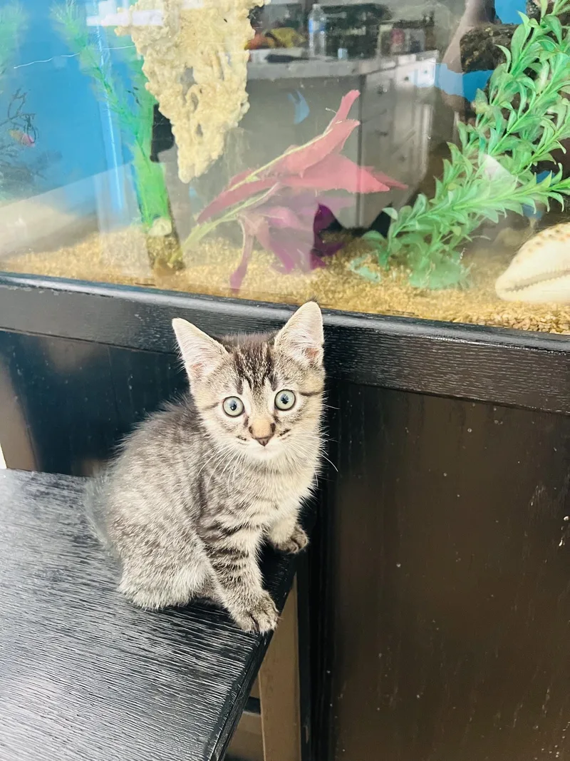 A baby medium-sized male Gray / Blue / Silver Tabby cat named Bobby Bluebell for adoption in Los Angeles, CA