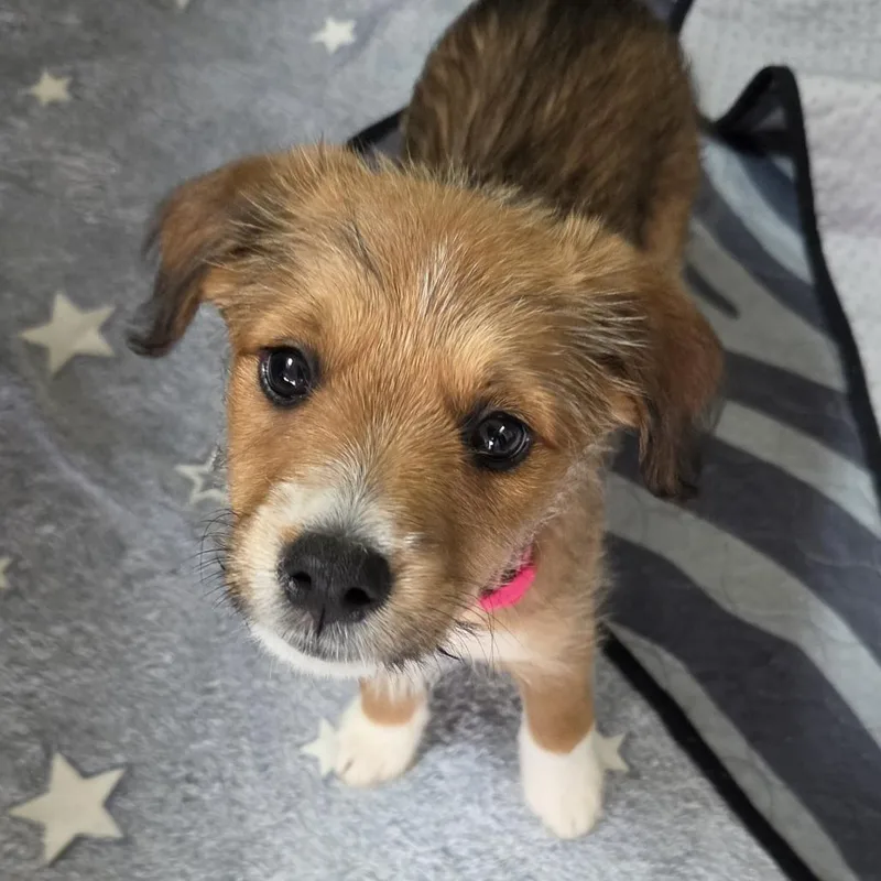 A baby medium-sized female Yellow / Tan / Blond / Fawn Shepherd dog named Tate McRae for adoption in Redmond, WA