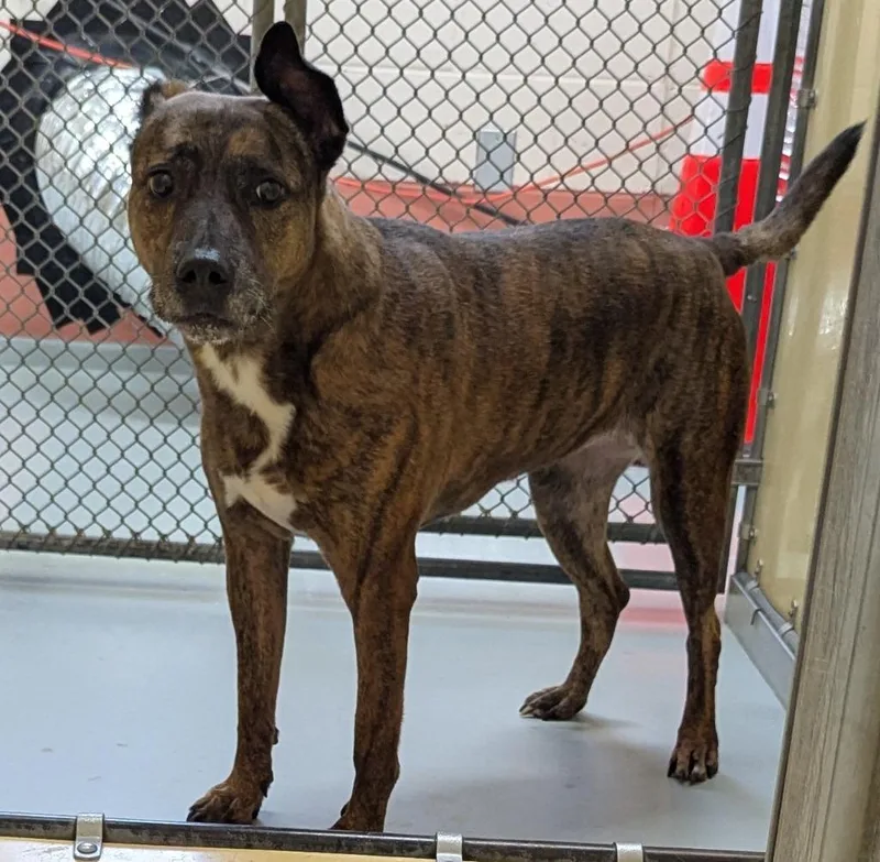 A senior medium-sized female Pit Bull Terrier dog named Tiger for adoption in Culpeper, VA