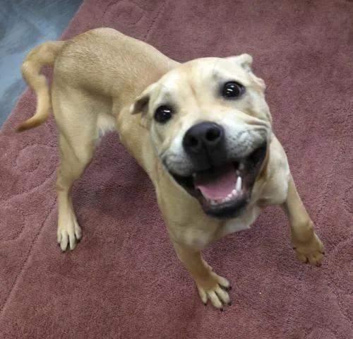 A young medium-sized male Labrador Retriever dog named Bubba for adoption in Thief River Falls, MN
