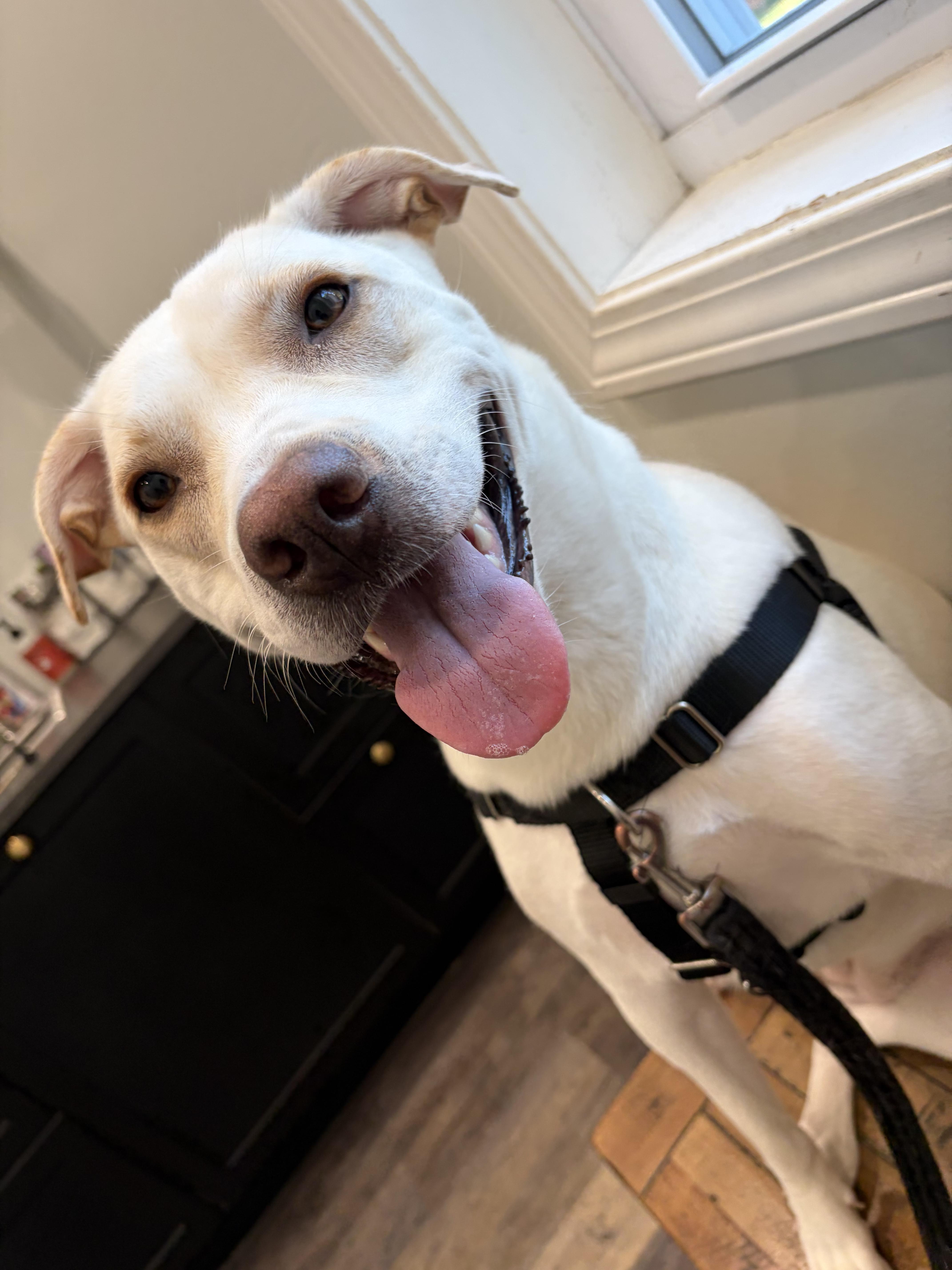 An adult medium-sized female Labrador Retriever dog named Sammi for adoption in Hollis, NH