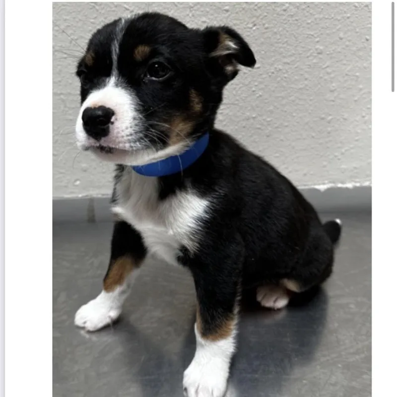 A baby small-sized male Australian Cattle Dog / Blue Heeler dog named Rufus for adoption in Parker, CO