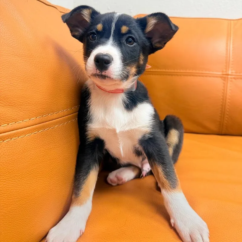 Rufus thumbnail 2