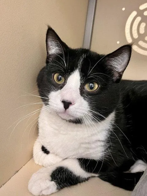A senior medium-sized male Black & White / Tuxedo Domestic Short Hair cat named Frodo for adoption in Webster, WI