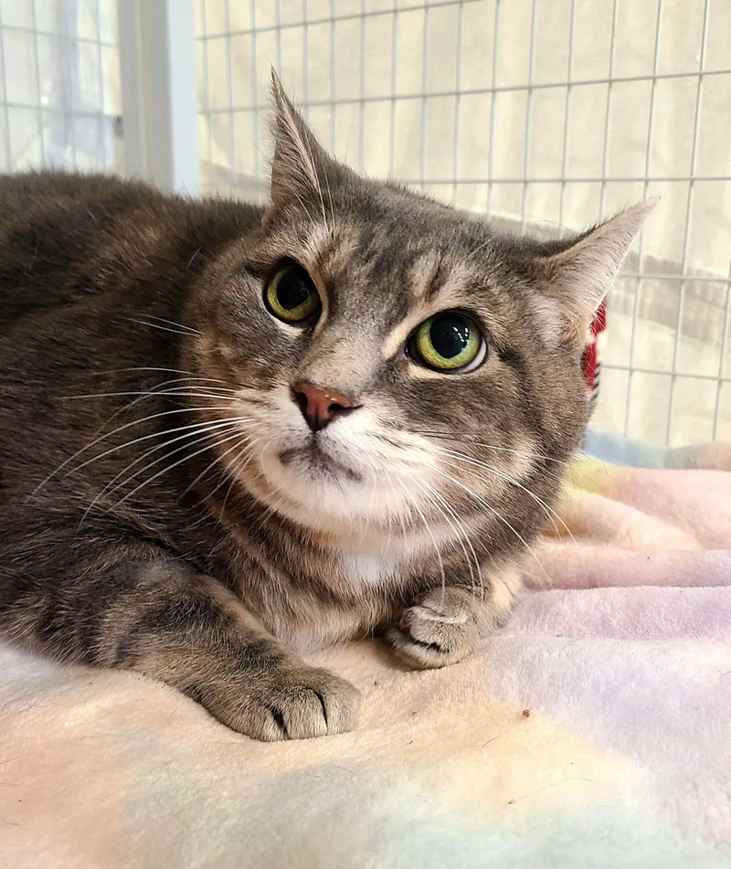 A senior large-sized female Blue Cream Domestic Short Hair cat named Olivia for adoption in Kirkland, WA