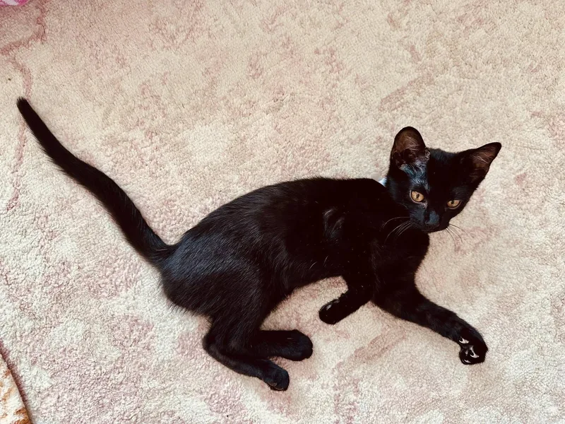 A baby small-sized male Black Domestic Short Hair cat named Turbo Mcacc for adoption in Clarksville, TN