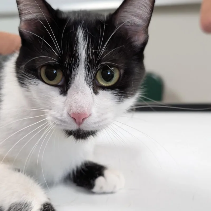 A young medium-sized female Black Domestic Short Hair cat named Eve for adoption in Canton, IL