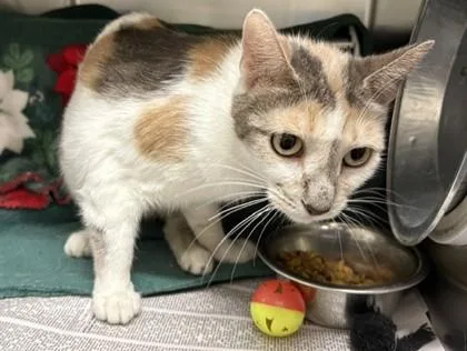 An adult small-sized female Domestic Short Hair cat named Dragonfruit for adoption in Coon Rapids, MN