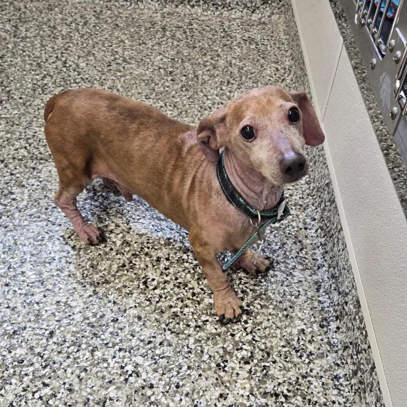 A senior small-sized male Yellow / Tan / Blond / Fawn Dachshund dog named Bentley Doxi for adoption in Morganton, NC