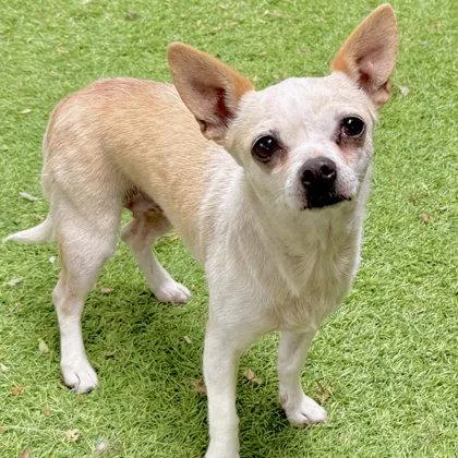 A senior small-sized female Chihuahua dog named Hallie for adoption in Oakland, CA