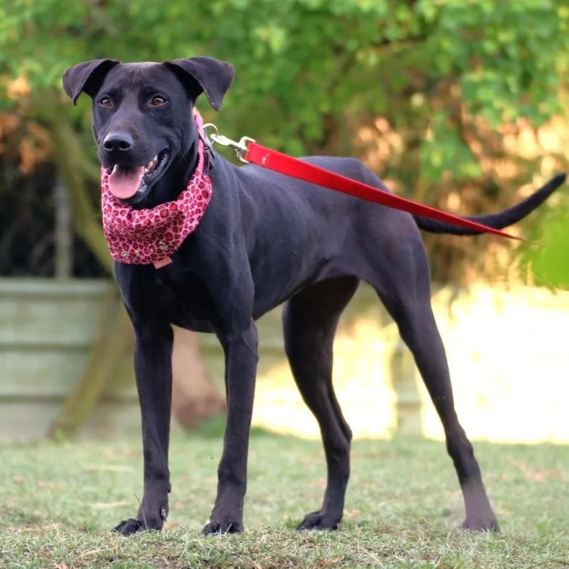 A young medium-sized female Black Labrador Retriever dog named Dolly for adoption in San Mateo, CA