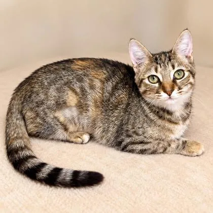 An adult medium-sized female Domestic Short Hair cat named Cortana Kershaw for adoption in Hudson, MA