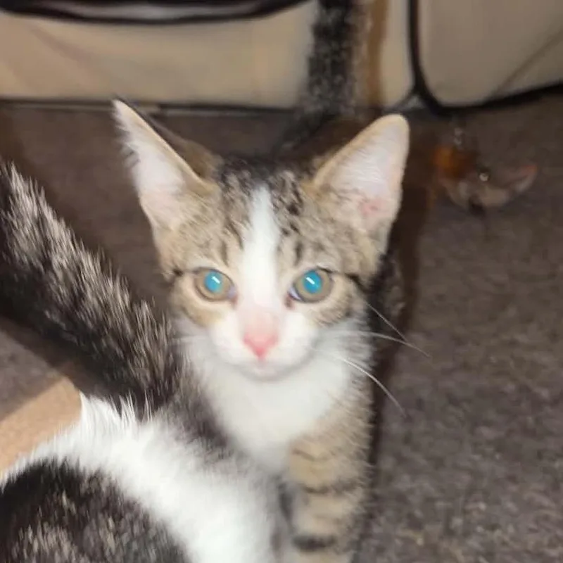 A baby small-sized male Domestic Short Hair cat named Raisin for adoption in Shelbyville, IN