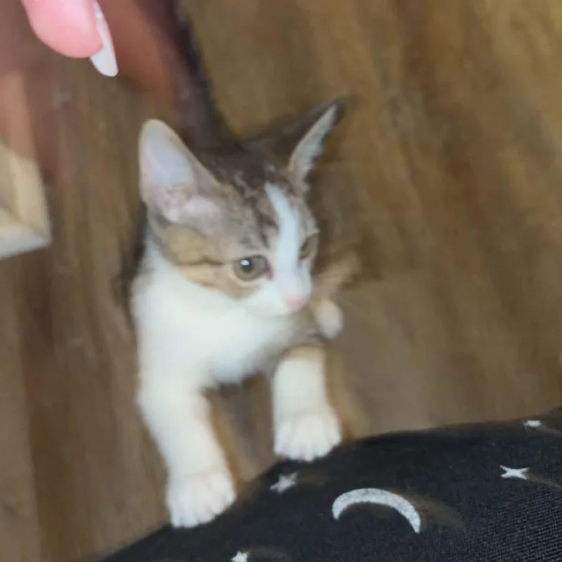Raisin thumbnail 2