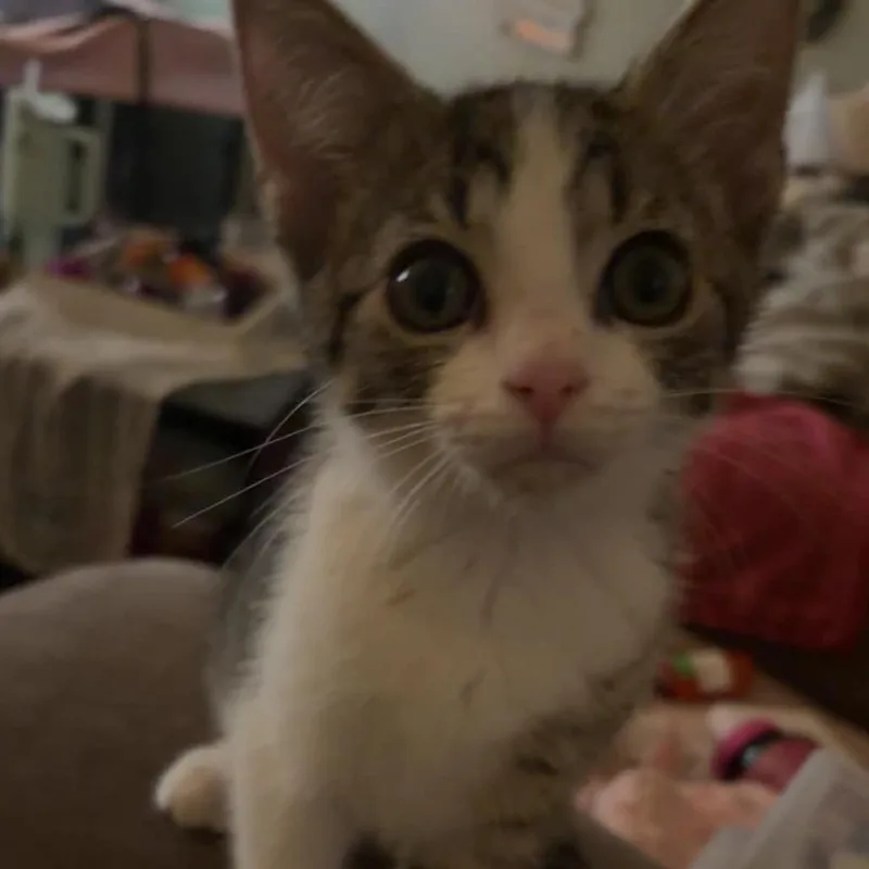 Raisin thumbnail 3