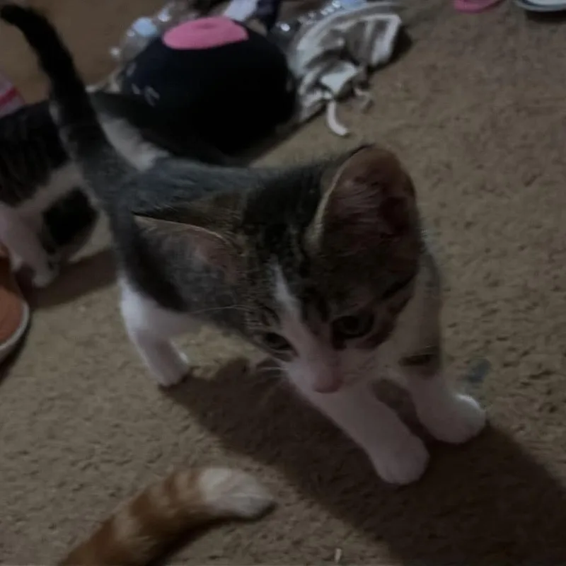 Raisin thumbnail 4