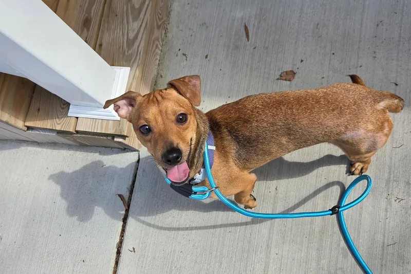 An adult small-sized male Chihuahua dog named Joaquin for adoption in Virginia Beach, VA