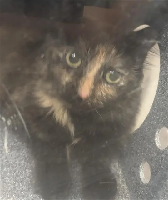 An adult medium-sized female Domestic Short Hair cat named Flaki for adoption in Dallas, TX