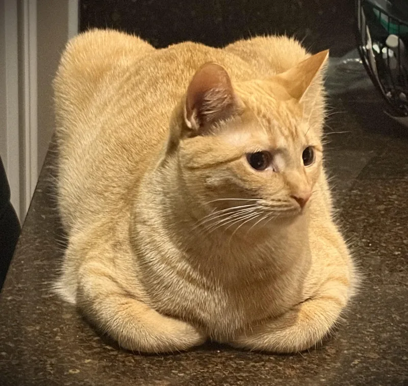 A young medium-sized female Orange & White Domestic Short Hair cat named Ginger for adoption in Mankato, MN