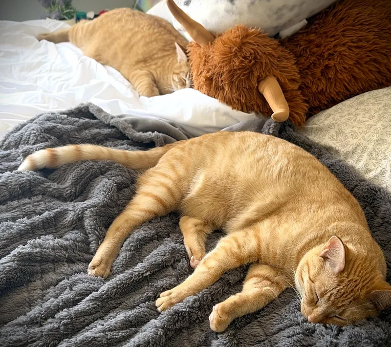 Ginger thumbnail 2
