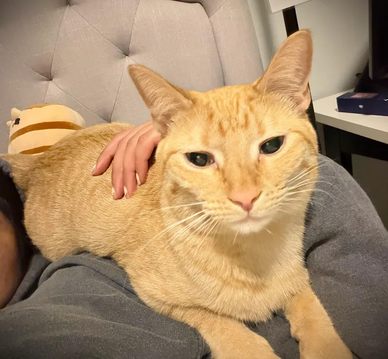 Ginger thumbnail 3