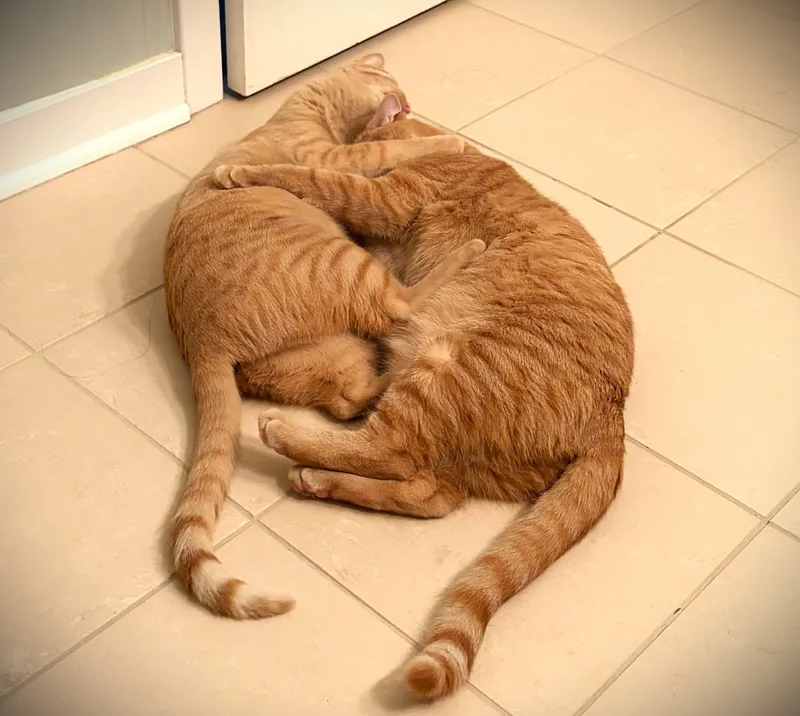Ginger thumbnail 5