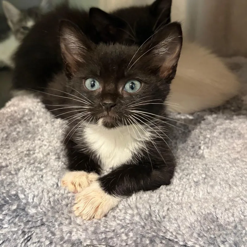 A baby small-sized female Domestic Short Hair cat named Evelyn for adoption in Cumming, GA