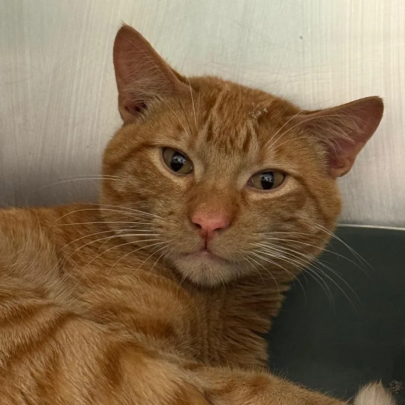 A young medium-sized male Orange / Red Domestic Short Hair cat named Marley for adoption in Pekin, IL