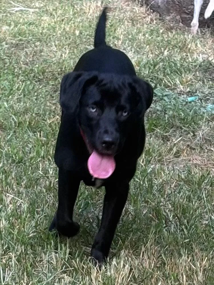 A baby medium-sized female Labrador Retriever dog named Boo Boo Baby Girl for adoption in Boston, MA