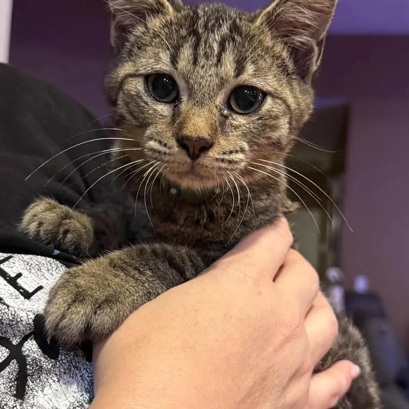 A young medium-sized male Brown / Chocolate Tabby cat named Grover for adoption in Fort Payne, AL
