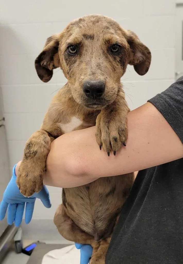 A baby medium-sized male Mixed Breed dog named Nebraska for adoption in Chillicothe, OH