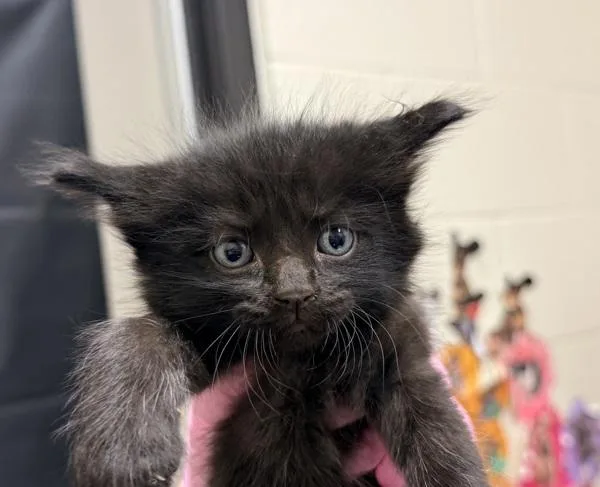 A baby small-sized male Domestic Short Hair cat named Pinky for adoption in Escondido, CA