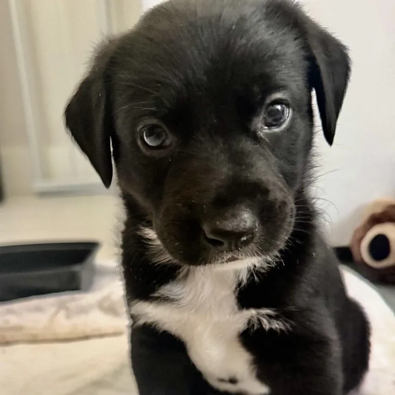 A baby large-sized female Black Labrador Retriever dog named Mocha 'bloomer' for adoption in Thompson's Station, TN