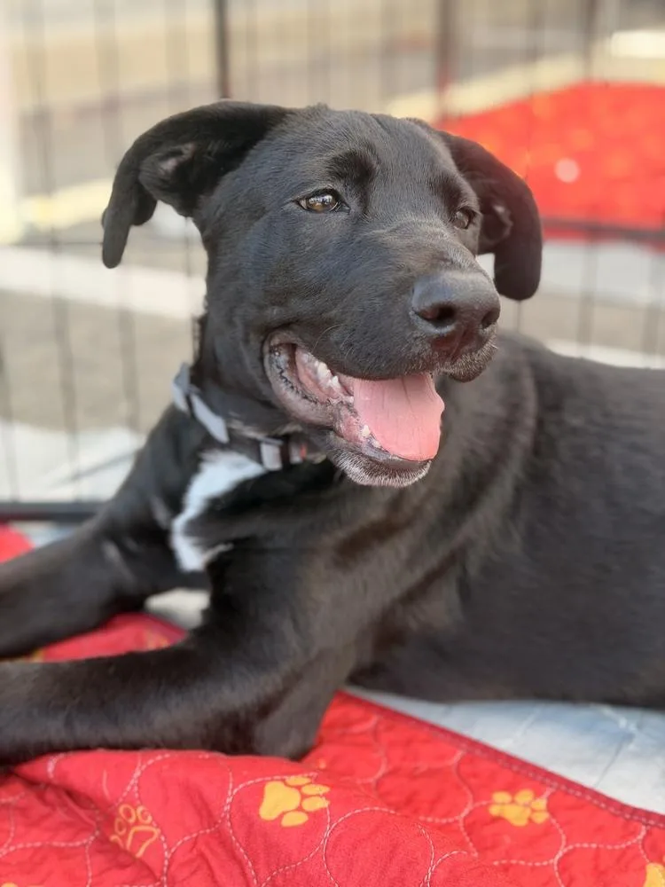 A baby large-sized male Black Labrador Retriever dog named Stanford for adoption in Pleasant Hill, CA