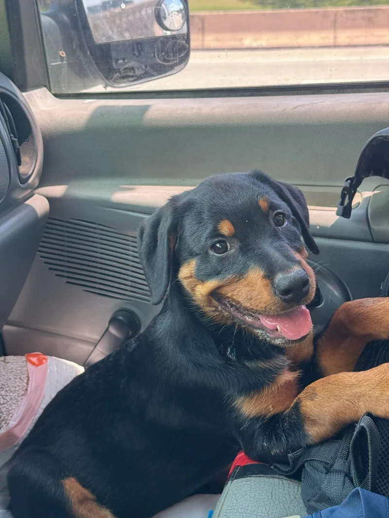 A baby medium-sized female Rottweiler dog named Raven for adoption in Plano, TX