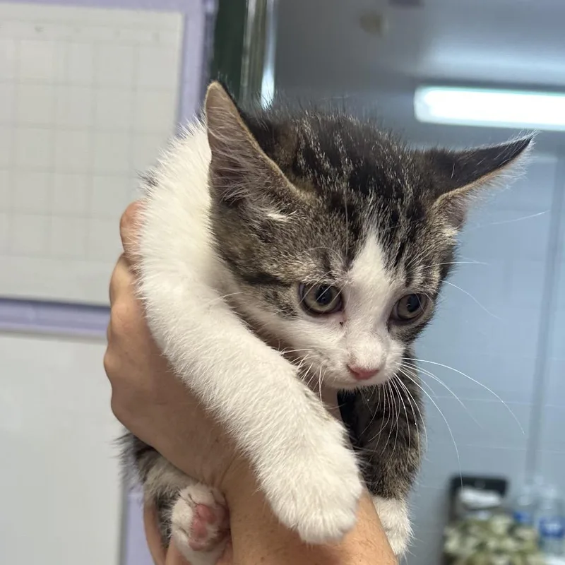A baby small-sized female White Domestic Medium Hair cat named Skye for adoption in Newport, TN