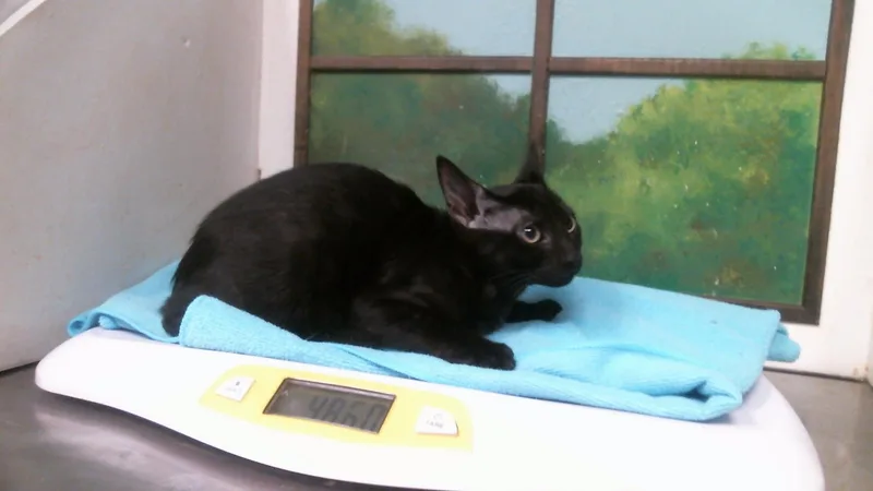 A baby small-sized male Domestic Short Hair cat named Raul for adoption in Houston, TX