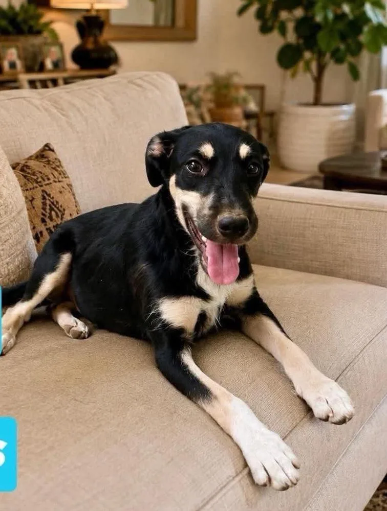 A baby medium-sized male Mixed Breed dog named Jack for adoption in Valley Stream, NY