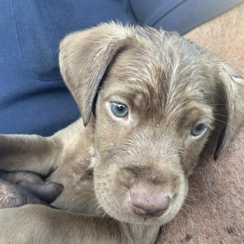 A baby small-sized male Brown / Chocolate Chocolate Labrador Retriever dog named Kyle for adoption in Long Beach, CA