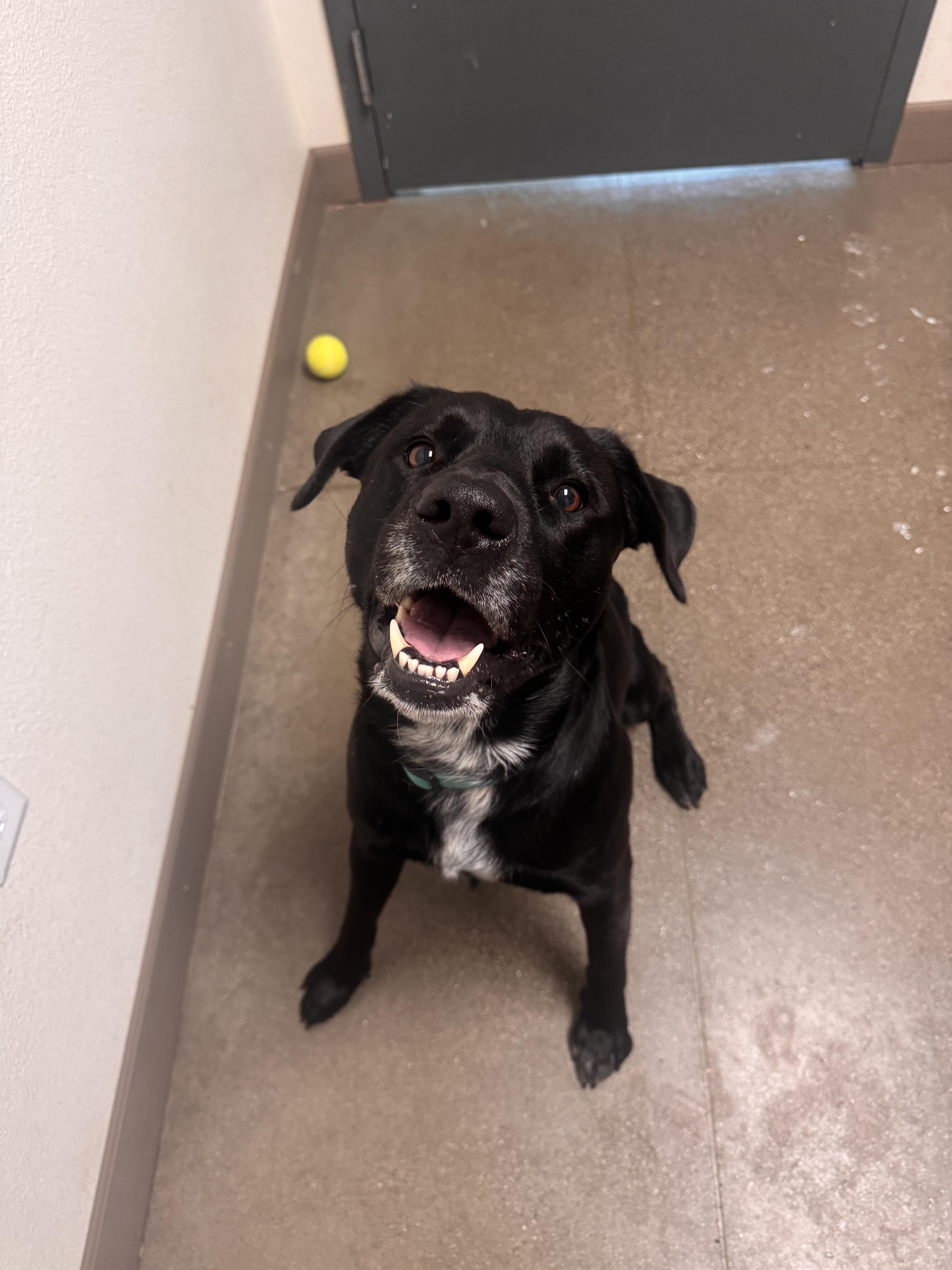 An adult large-sized male Labrador Retriever dog named Teddy for adoption in Chico, CA