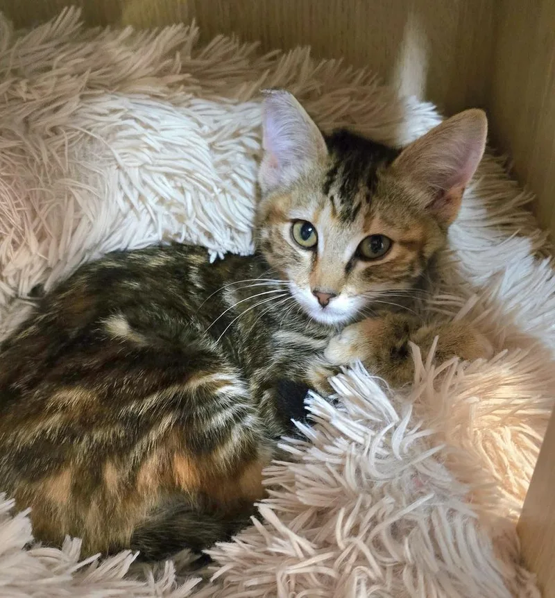 A baby small-sized female Brown / Chocolate Domestic Short Hair cat named Fae for adoption in Vancouver, WA