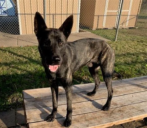 An adult medium-sized male Belgian Shepherd / Malinois dog named Sawyer for adoption in Tulsa, OK