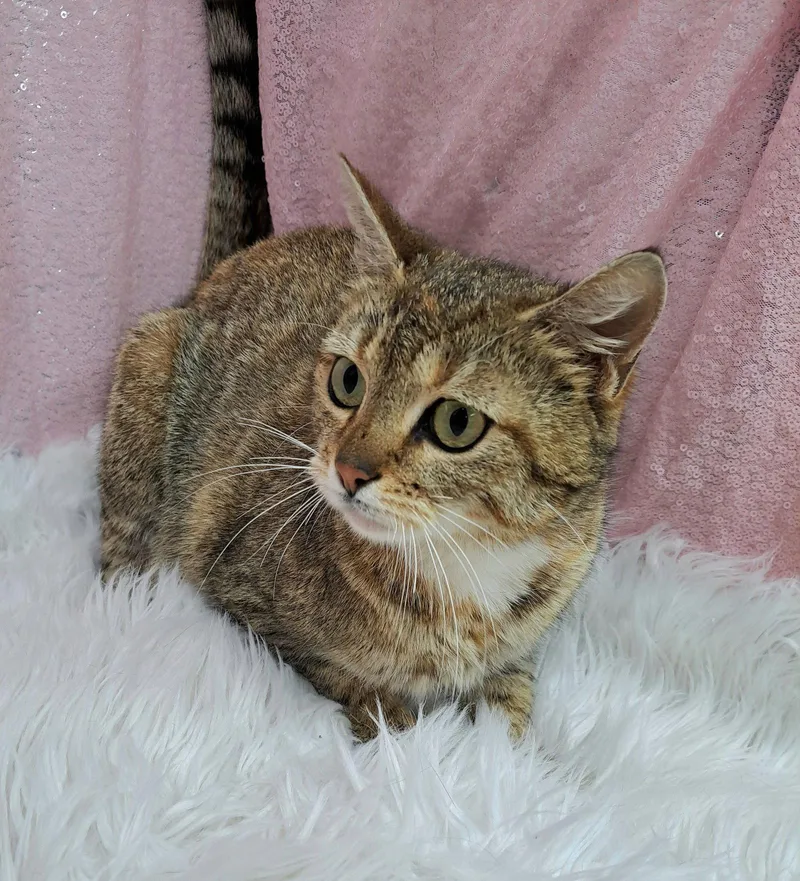 An adult medium-sized female Domestic Short Hair cat named Demi for adoption in Clarkesville, GA