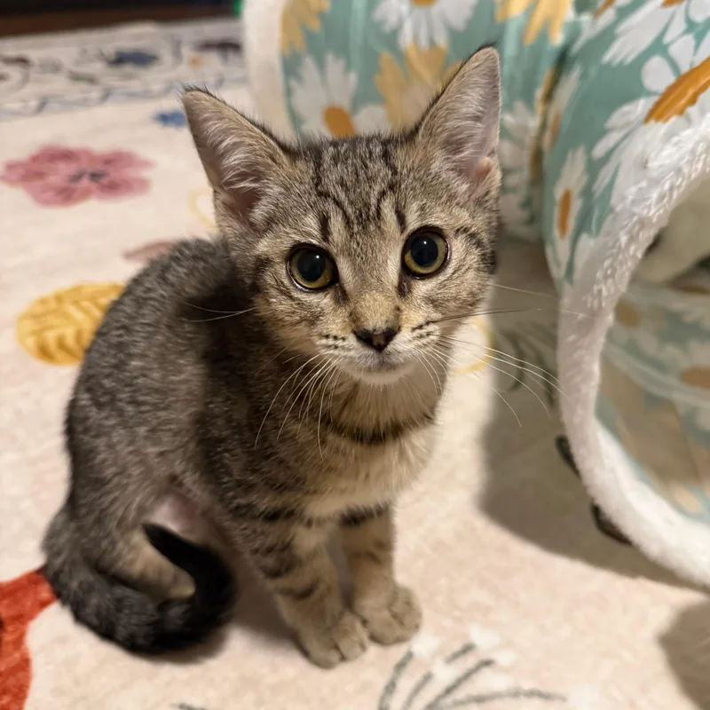 A baby medium-sized female Tabby (Buff / Tan / Fawn) Domestic Short Hair cat named Bubble for adoption in Richmond, VA