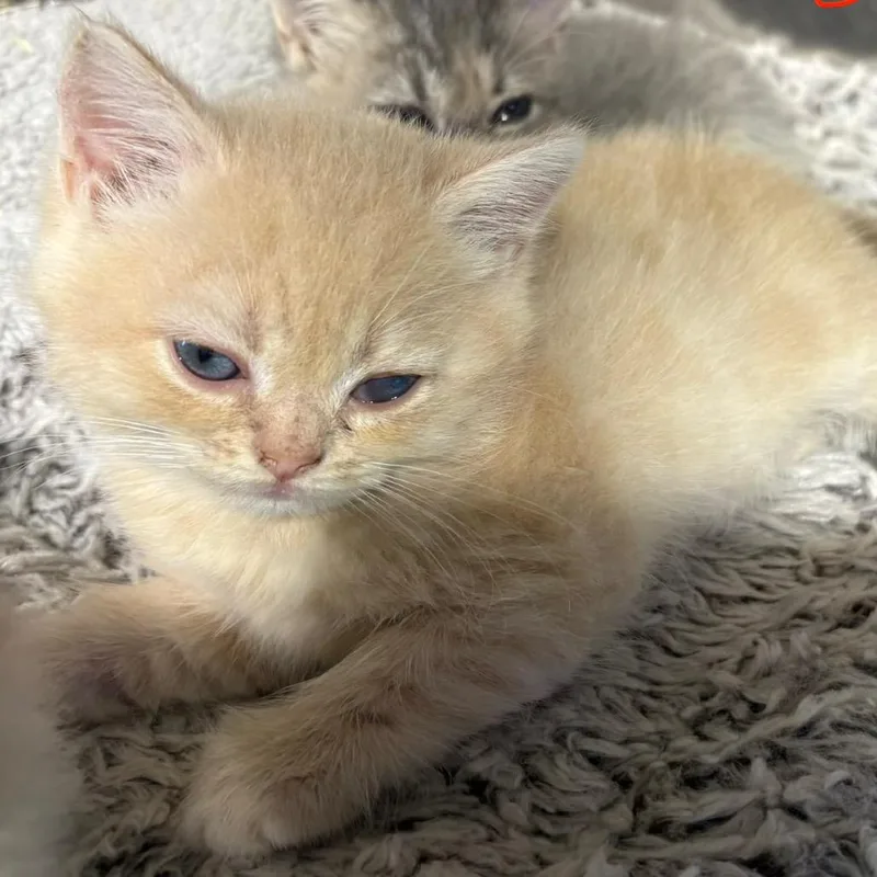 A baby small-sized male Persian cat named Dreamer for adoption in Wappingers Falls, NY